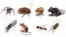 Empire Pest Defense, LLC - Pest Control Services in West Palm Beach, FL