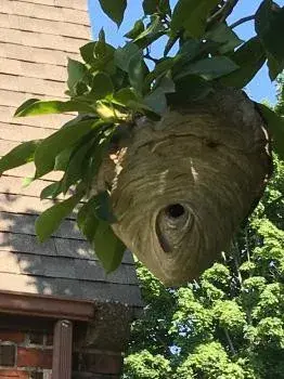 Rescue 1 Pest & Termite Control - Pest Control Services in Torrington, CT