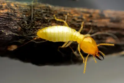 River North Services - Pest Control Services in Cumming, GA
