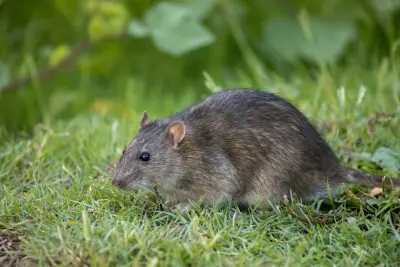 River North Services - Pest Control Services in Cumming, GA