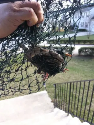 Bladensburg, MD Rodent, Bird, and Snake Capture — Pest Control Services project by On The Go Services, LLC