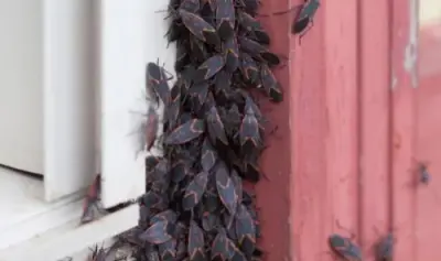 Slayer Pest Control - Pest Control Services in Menasha, WI