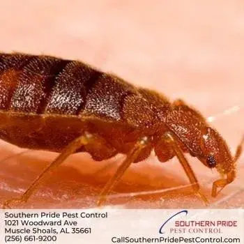 Southern Pride Pest Control - Tree & Shrub Care in Muscle Shoals, AL