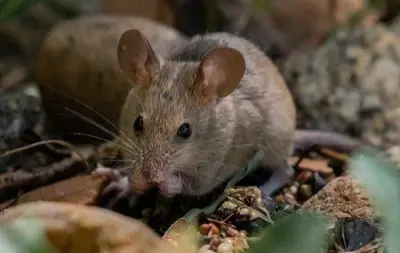 Spectrum Pest Control - Pest Control Services in Saxonburg, PA