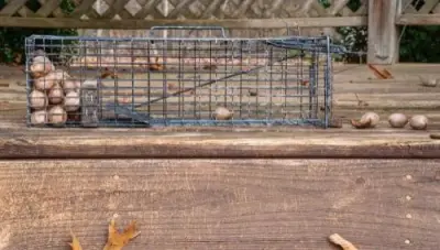 Spirit City Wildlife Experts - Pest Control Services in Cleveland, TN