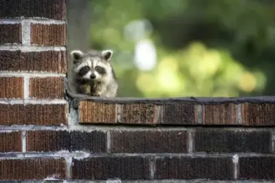 Spirit City Wildlife Experts - Pest Control Services in Cleveland, TN
