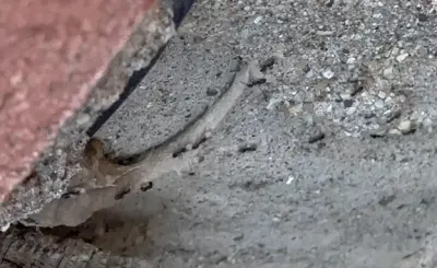 Yosemite Pest & Rodent Solutions, Inc. - Pest Control Services in Aurora, IL