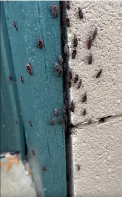 Yosemite Pest & Rodent Solutions, Inc. - Pest Control Services in Aurora, IL