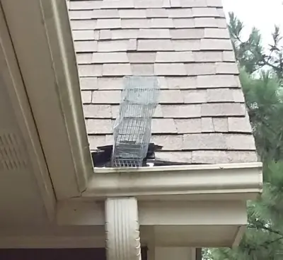 Squirrel Deterrence — Pest Control Services project by Georgia Dawgs Pest Wildlife Specialist