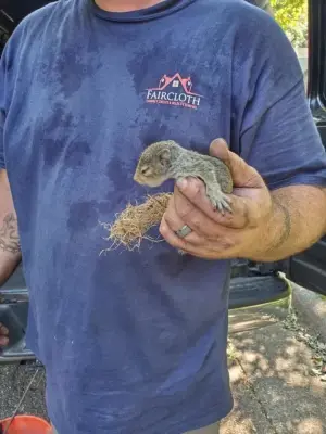 Faircloth Chimney Sweeps and Wildlife Removal LLC - Pest Control Services in Burlington, NC