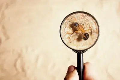 Stolley Termite & Pest Control - Pest Control Services in Decatur, IL