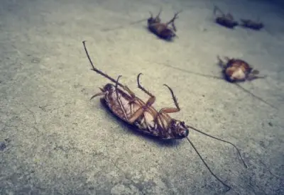 Sunny Ontario Pest Control - Pest Control Services in Ontario, CA