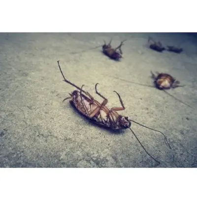 Tazewell County Pest Services - Pest Control Services in Washington, IL
