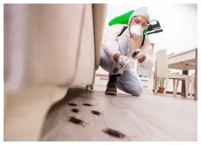 Tazewell County Pest Services - Pest Control Services in Washington, IL