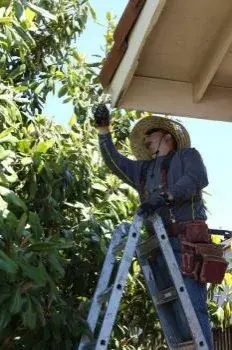 United Termite Control - Pest Control Services in San Marcos, CA