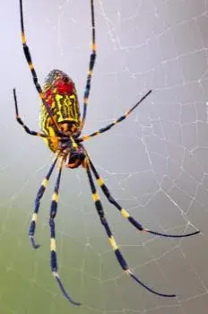 Valor Pest Solutions - Pest Control Services in Eden Prairie, MN