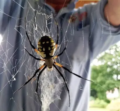 Viking Pest Control - Allentown - Pest Control Services in Allentown, PA
