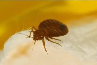 Warrior Pest Solutions - Pest Control Services in Mount Pleasant, MI