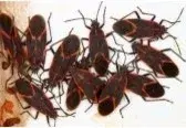 Warrior Pest Solutions - Pest Control Services in Mount Pleasant, MI
