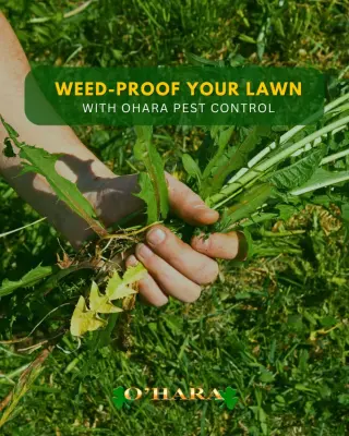 O'Hara Pest Control - Pest Control Services in West Palm Beach, FL