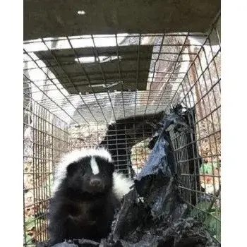 Western Mass Wildlife Removal - Pest Control Services in West Springfield, MA