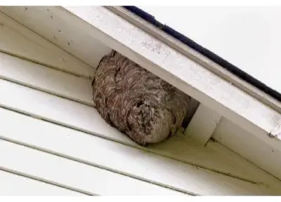 Whaling City Pest Services - Pest Control Services in New Bedford, MA