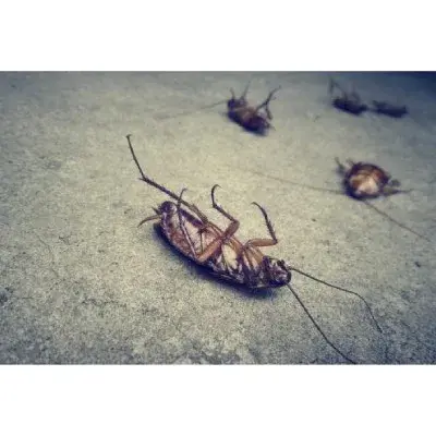 Whaling City Pest Services - Pest Control Services in New Bedford, MA