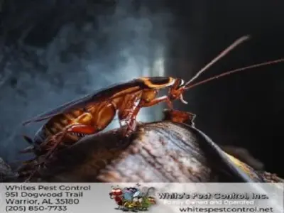 Whites Pest Control - Pest Control Services in Warrior, AL