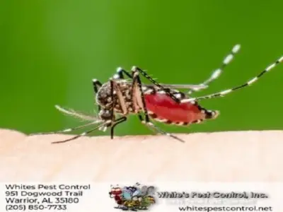 Whites Pest Control - Pest Control Services in Warrior, AL