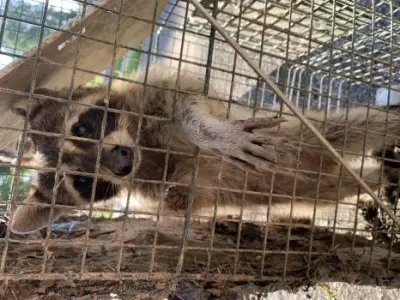 Wildlife X team Tulsa - Pest Control Services in Del City, OK