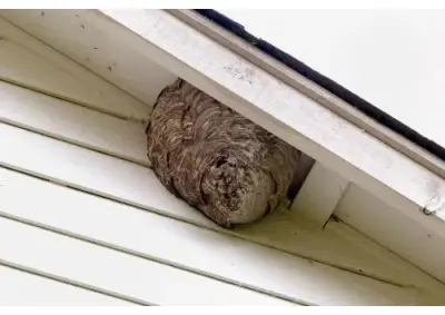Quincy A+ Pest Control - Pest Control Services in Quincy, IL