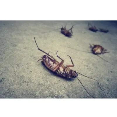 Quincy A+ Pest Control - Pest Control Services in Quincy, IL