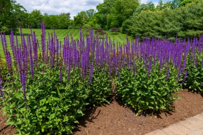 Landscaping by DiSabatino Landscaping And Tree Care