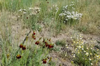 Earth Songs Gardening - Tree & Shrub Care in Avon, CO