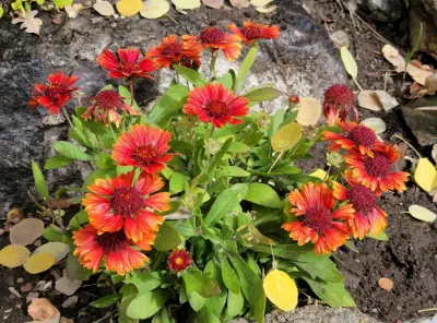 Earth Songs Gardening - Tree & Shrub Care in Avon, CO