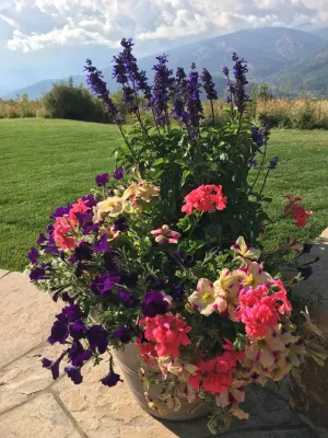 Container Gardens 2022 — Landscape Construction project by Earth Songs Gardening