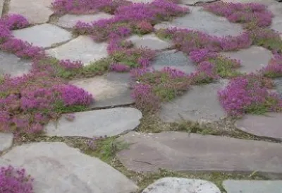 Earth Songs Gardening - Tree & Shrub Care in Avon, CO
