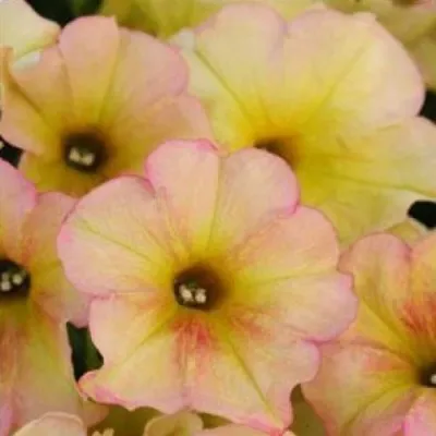 container garden plants — Landscape Construction project by Earth Songs Gardening in Eagle