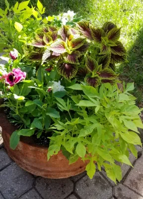 Container Gardens by Earth Songs Gardening