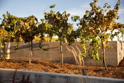 Catch Architecture - Design-Build Services in Paso Robles, CA