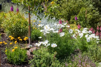 G Landscape Division - Garden Remodeling in San Rafael, CA