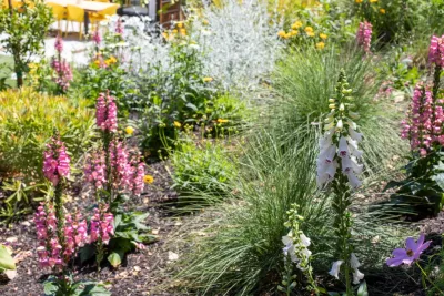 G Landscape Division - Garden Remodeling in San Rafael, CA