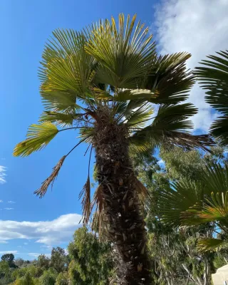 Morales Landscape Management - Landscape Maintenance in Santa Ana, CA