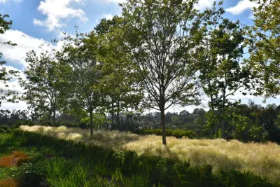 Nature Designs Landscaping - Tree & Shrub Care in Vista, CA