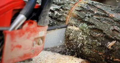 Tree Removal — Landscape Construction project by Pro Green Outdoors