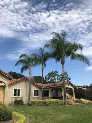 Tree and palm pruning. by San Jose Tree Service & Landscaping