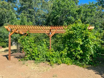 San Jose Tree Service & Landscaping - Tree & Shrub Care in San Jose, CA