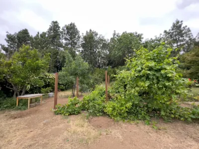 Redwood Smooth Pergola Build — Landscape Construction project by San Jose Tree Service & Landscaping in San Francisco