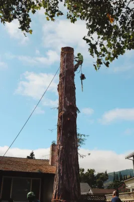 Tree removal — Landscape Construction project by San Jose Tree Service & Landscaping