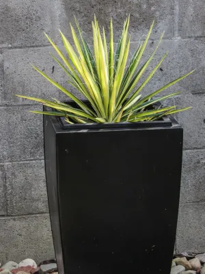 Dos Caminos by Scarlett's Landscape, Inc.